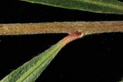Salix exigua. Leaf base
 Image: D. Glenny © Landcare Research 2020 CC BY 4.0